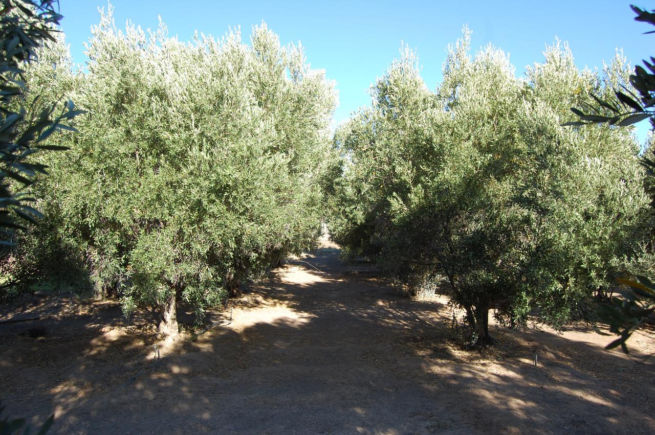 Longacre Olive & Vineyard Estate Guest House Лангебан Екстериор снимка